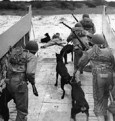 Dobermann Hamburg , Devevel Dogs US Army (11)
