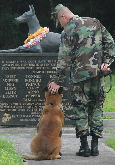 Dobermann Hamburg , Devevel Dogs US Army (2)