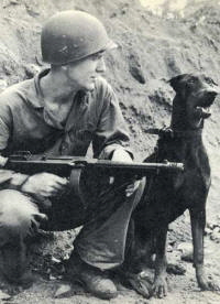 Doberman Andy guam- devil dogs