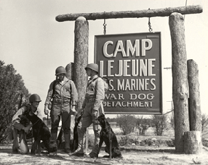 Dobermann Haseldorf , Devevel Dogs US Army (1)