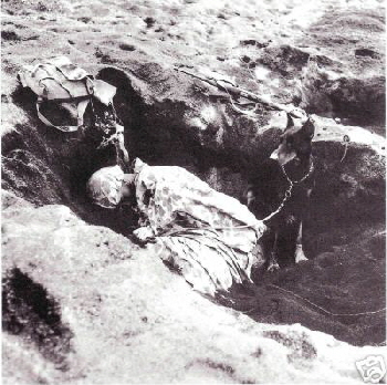 Dobermann Hamburg , Devevel Dogs US Army (9)