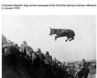 Devil Dogs, Haseldorf, Deutsche Einheiten (6)