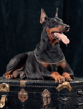 Koffer DOBERMAN Koffer DOBERMAN