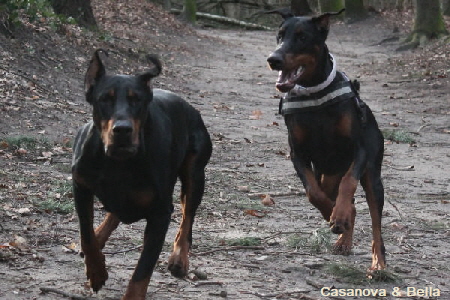 Casanova&Bella Febr 2014 b Dobermann Hamburg