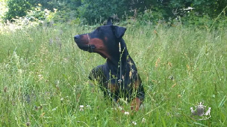 Dobermann Hamburg (4)