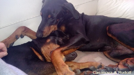 Rudi & Casanova Dobermann Hamburg