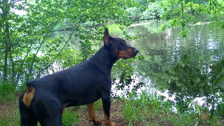 WP_20160602_017  Dobermann Hamburg