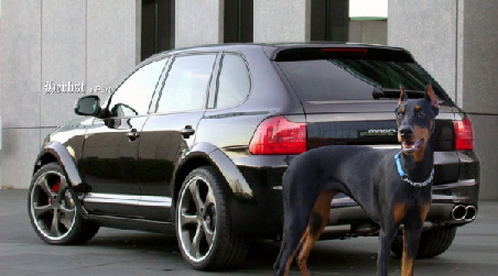 Cayenne & Cayenne Dobermann Hamburg 